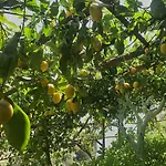 ホテル ラ ペルゴラ アマルフィ
