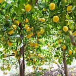 ラ ペルゴラ ホテル アマルフィ