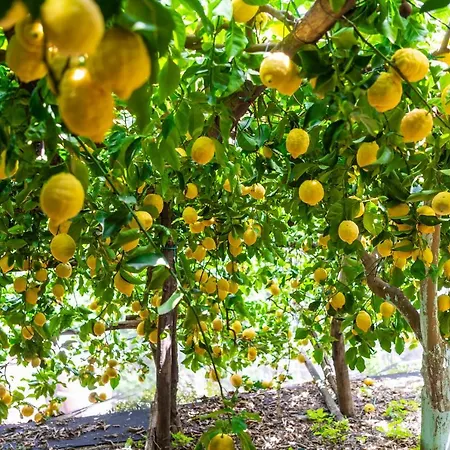 La Pergola Готель