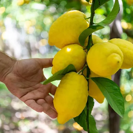 Готель La Pergola 3*