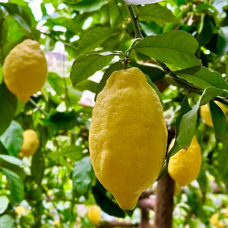 La Pergola Hotell 3*