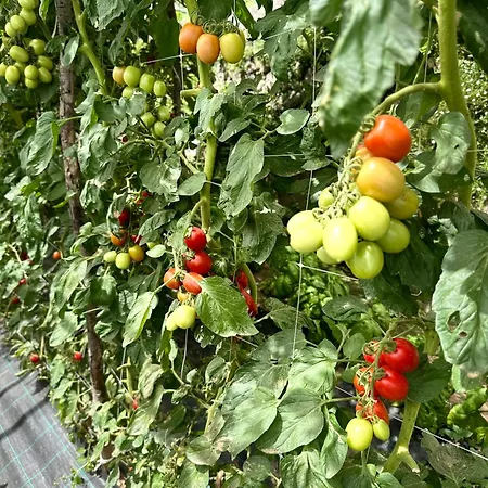 La Pergola Hotell 3*