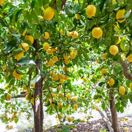 La Pergola Готель Амальфі