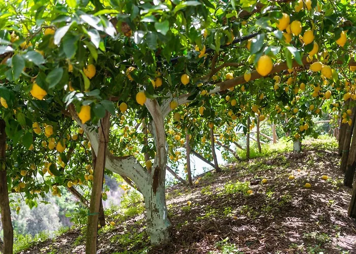 호텔 라 페르골라