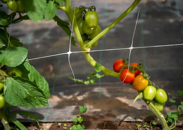 호텔 라 페르골라 아말피