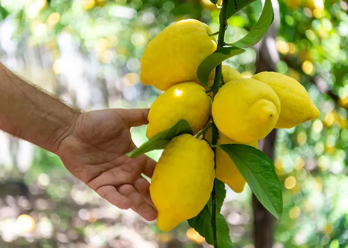 호텔 라 페르골라 3*