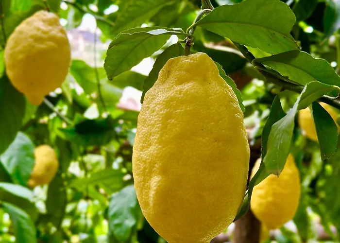 라 페르골라 호텔 3*