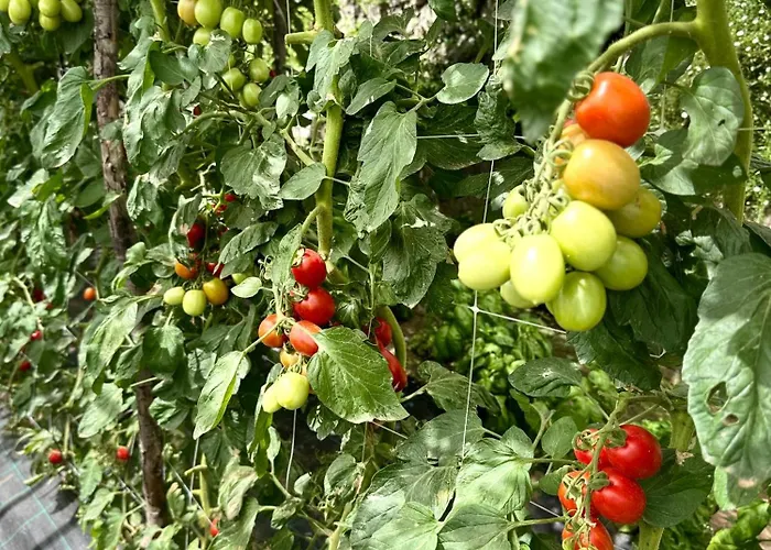 라 페르골라 호텔 3*