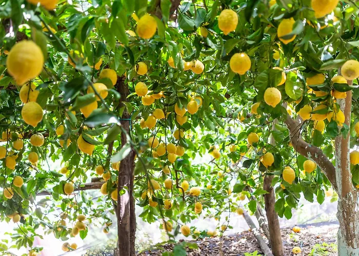 라 페르골라 호텔 아말피